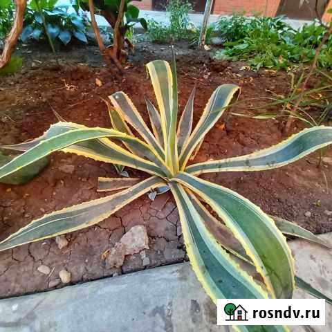 Агава голубая и Агава полосатая Краснодар - изображение 1