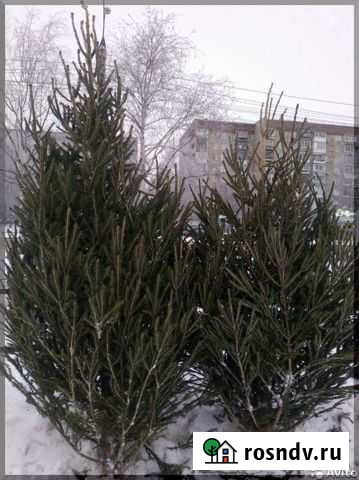 Живые елки Иркутск - изображение 1