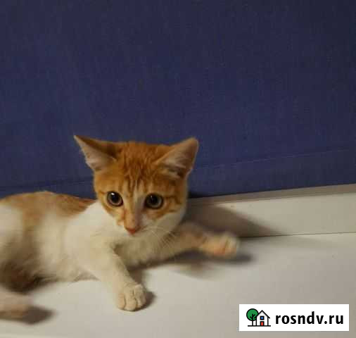 Рыжий котик Уфа - изображение 1