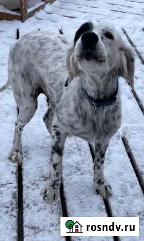 Метис Сеттера Маруся Гостилицы - изображение 1