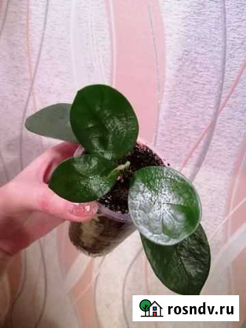 Хойя Тамбов - изображение 1