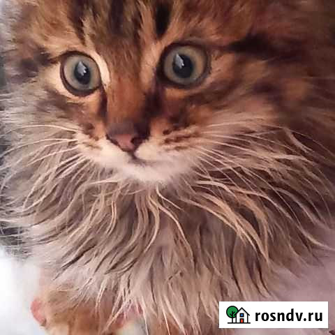 Кошки породистые бесплатно Дивноморское - изображение 1