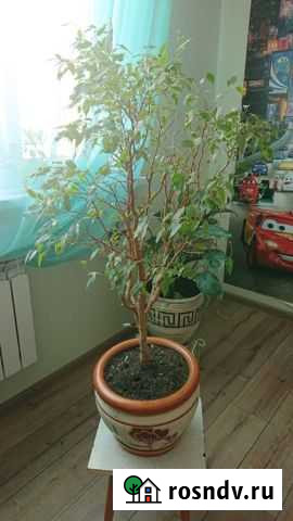 Фикус бенжамин Майский - изображение 1