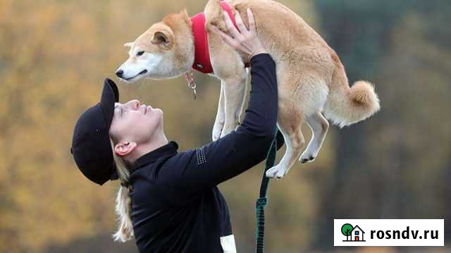 Передержка домашних животных Калининград - изображение 1