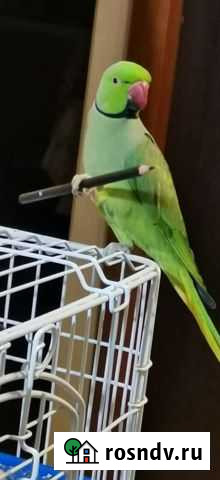 Продажа попугая Товарково - изображение 1