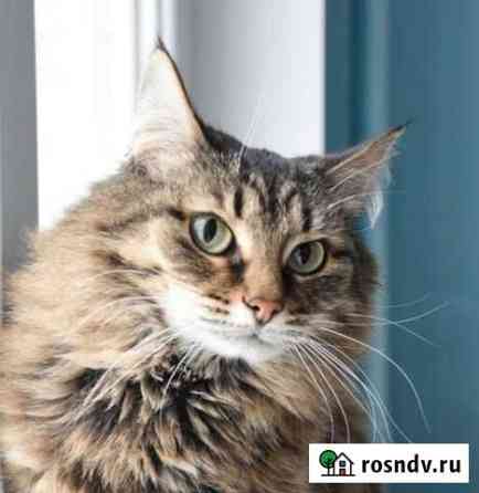 Кошка Сиба 4 года Ижевск