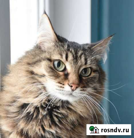 Кошка Сиба 4 года Ижевск - изображение 1