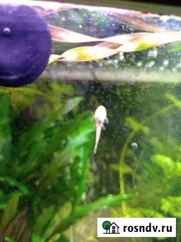 Рыбки Балашиха - изображение 1