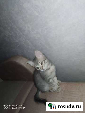 Кошка в дар Сургут - изображение 1