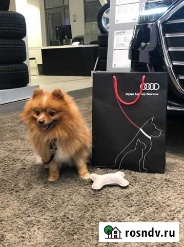 Вязка немецкий шпиц Тейково - изображение 1