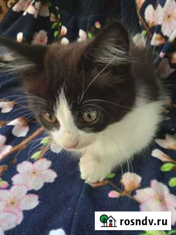 Кошки бесплатно Черкесск - изображение 1