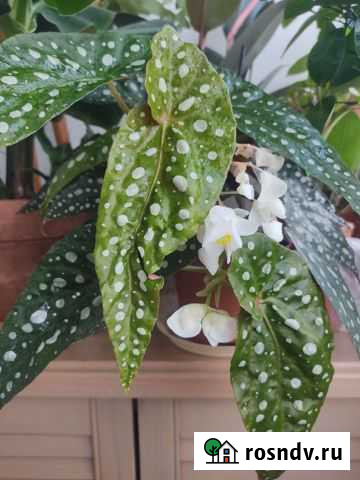 Бегония Псевдолюберси Белгород - изображение 1