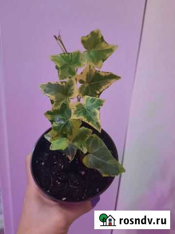 Плющ вариегатный комнатный Таганрог - изображение 1