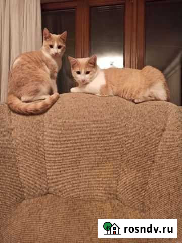 Котята мальчики Альметьевск - изображение 1