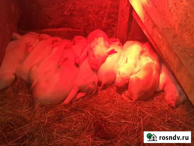 Поросята ландрас Балашиха - изображение 1