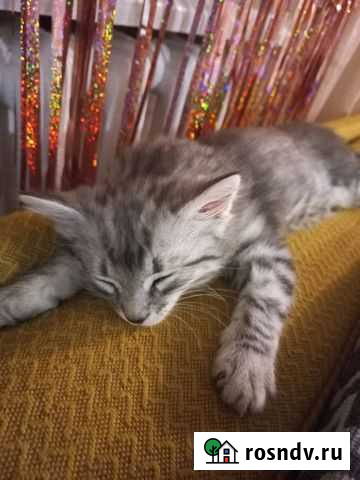 Котенок девочка в добрые руки Волгоград - изображение 1