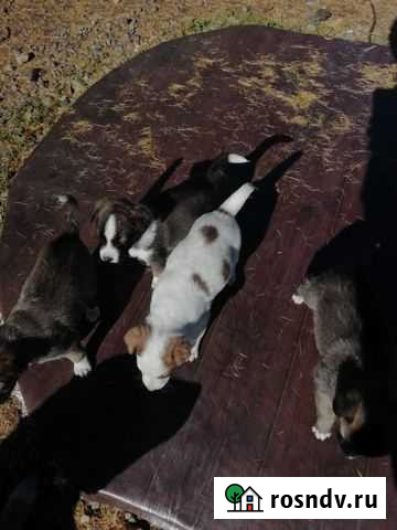 Отдам бесплатно щенки Чита - изображение 1