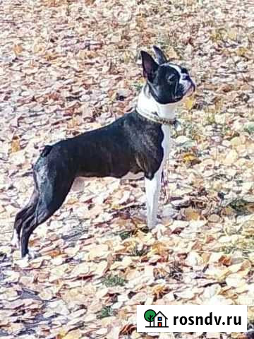 Бостон терьер Челябинск - изображение 1