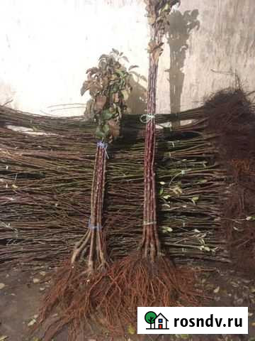 Саженцы Крыловская - изображение 1