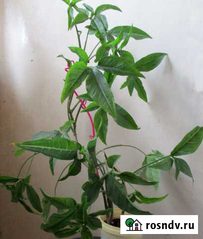 Сингониум Рязань - изображение 1