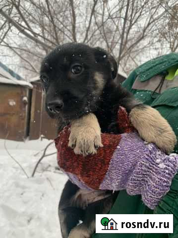 Отдам бесплатно щенки Тамбов - изображение 1