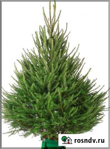 Живые елки Иркутск - изображение 1