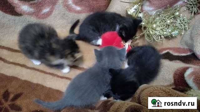 Котята, 1 мес Красково - изображение 1