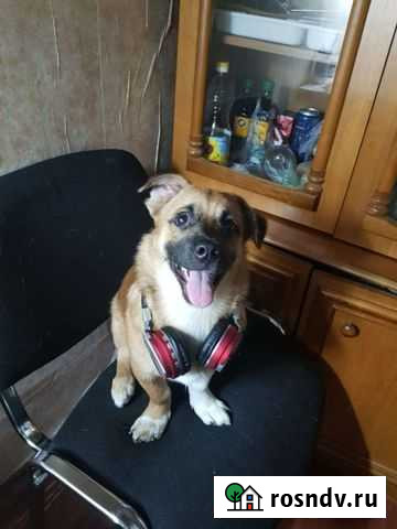 Вязка ищем девочку Ивантеевка - изображение 1