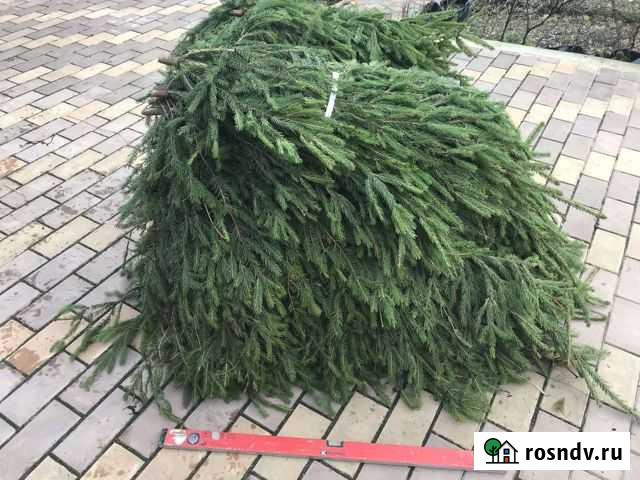 Лапник еловый Калуга - изображение 1