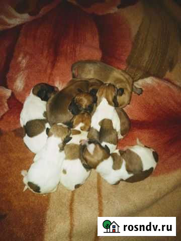 Домашние животные собаки Апрелевка - изображение 1