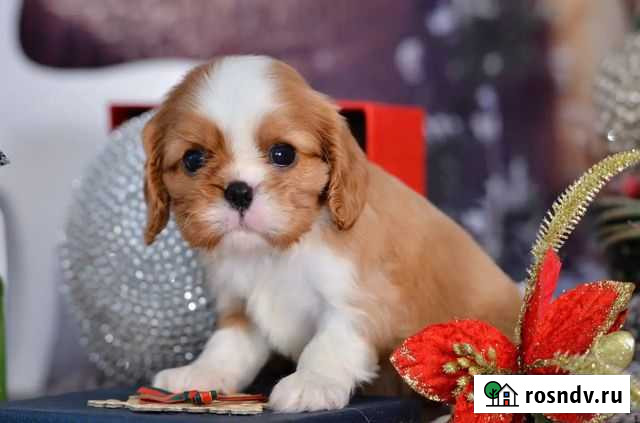 Офигенная девочка яркое солнышко Ростов-на-Дону - изображение 1