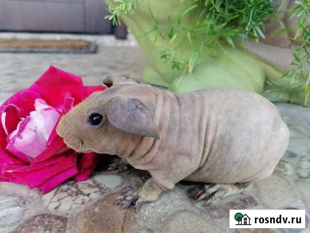 Морские свинки скини Славянск-на-Кубани - изображение 1