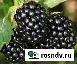 Ягода клубники,малины,ежевики Красноперекопск - изображение 1