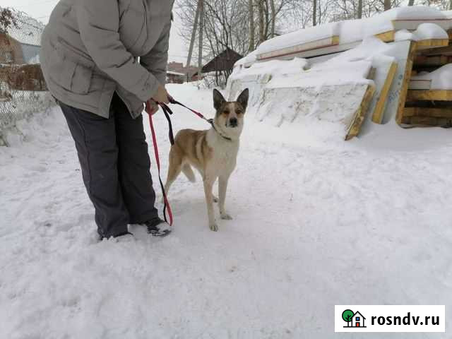 Собака стерилизована 1 год Новосибирск - изображение 1