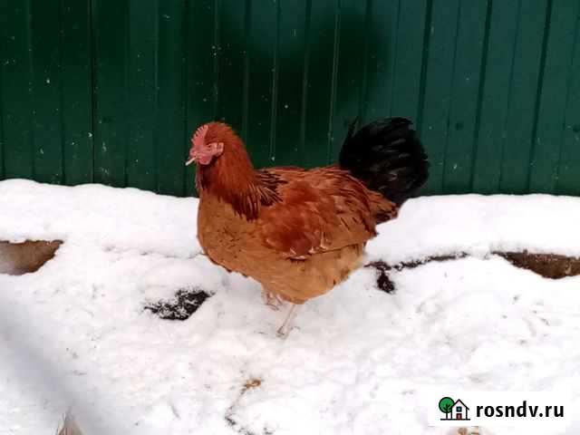 Петух Некрасовское - изображение 1