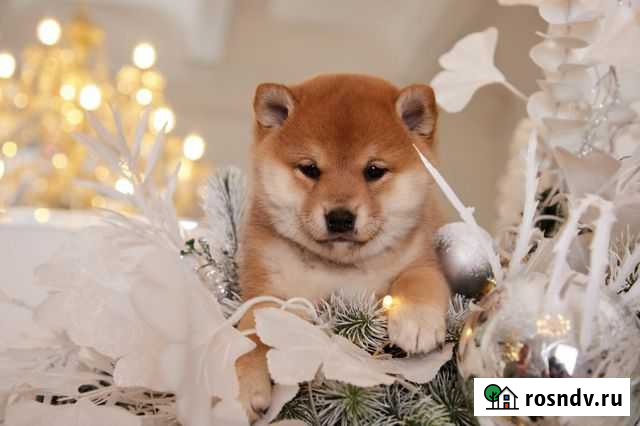 Сибушки Хабаровск - изображение 1