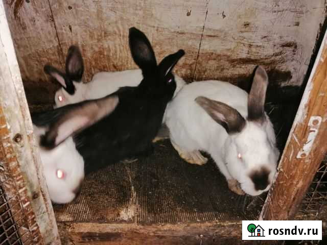 Кролики мясных пород Новогорный - изображение 1