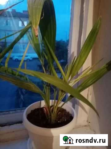 Финиковая пальма Валуйки - изображение 1