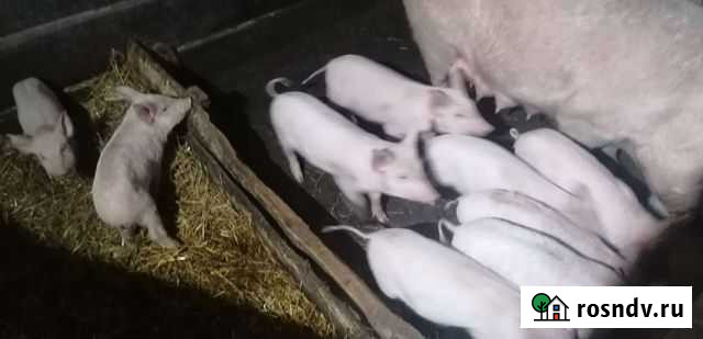 Поросята 2 месяца Чебаркуль - изображение 1