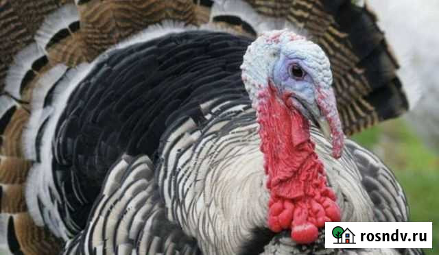 Индюки Мариинский Посад - изображение 1