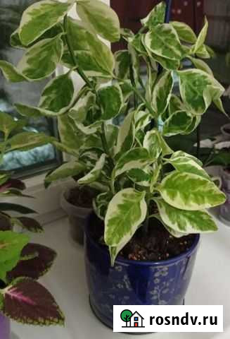 Комнатные растения Педилантус Брянск - изображение 1