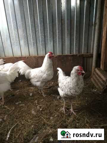 Петухи пушкинсикие Луховицы - изображение 1