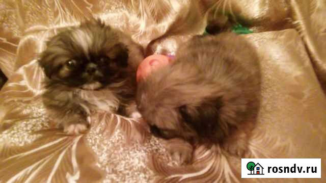 Пекинесы Чебоксары - изображение 1