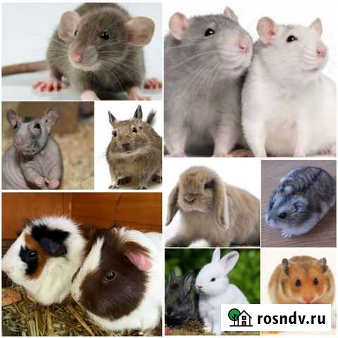 Грызуны Мурманск - изображение 1