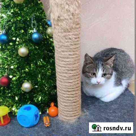 Котята в добрые руки Новочеркасск