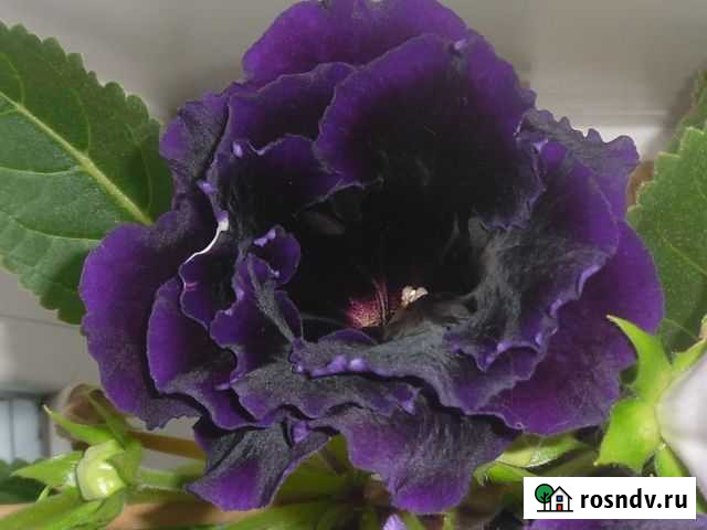 Глоксинии проросшие Нижний Тагил - изображение 1