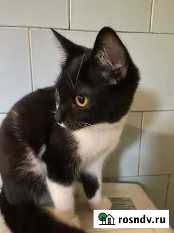 Кошечка в добрые руки Березники - изображение 1