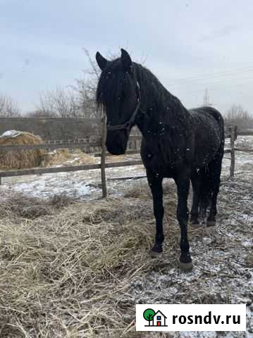 Кабардинский жеребец Тахтамукай - изображение 1