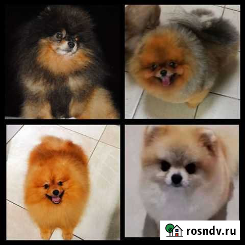 Опытные мальчишки на вязку. Щенки Смоленск - изображение 1