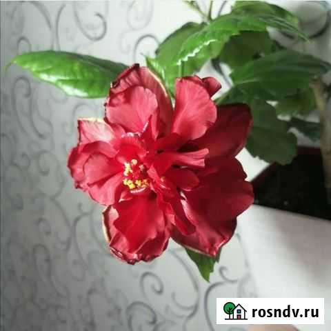 Гибискус китайская роза Ленинск-Кузнецкий - изображение 1